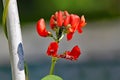 Runner bean flower infested with black aphids