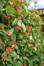 Runner bean phaseolus coccineus plant Royalty Free Stock Photo