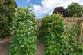 Runner bean phaseolus coccineus plants Royalty Free Stock Photo