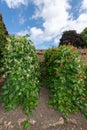 Runner bean phaseolus coccineus plants Royalty Free Stock Photo