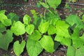 Runner bean seedlings.