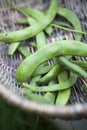 Runner Beans Royalty Free Stock Photo