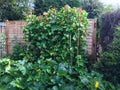 Runner beans and courgettes growing in garden Royalty Free Stock Photo