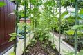 Runner Beans (English Garden) Royalty Free Stock Photo