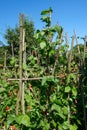 Runner Beans flowering in an English garden Royalty Free Stock Photo