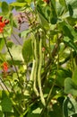 Runner beans in garden Royalty Free Stock Photo