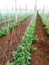 This is runner beans plantation at support stage. Royalty Free Stock Photo