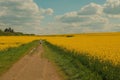 Runner on a dirt path through yellow fields. Royalty Free Stock Photo