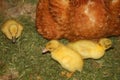 Runner ducks chicks near the hen Royalty Free Stock Photo