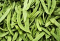 Runner Green beans Royalty Free Stock Photo