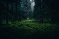 Runner in green forest running in rain. Sport in nature. Trail running Royalty Free Stock Photo