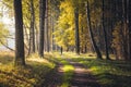 Runner is running through colorful misty morning autumn forest during wonderful calm sunrise