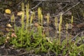 Runners of stag horn clubmoss with fertile spikes, Flagstaff Lak Royalty Free Stock Photo