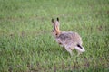 Running hare