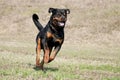 Running active black and brown dog breed rotweiler