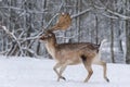 Running Adult Fallow Deer. Winter Story With Male Deer Fallow Deer, Dama Dama, Daniel In The Natural Habitat. Deer Run On The S