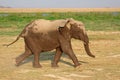 Running African elephant - Amboseli National Park Royalty Free Stock Photo