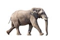 African Elephant Isolated On White Royalty Free Stock Photo