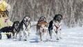 Running Alaskan Sled Dog team. Kamchatka Sled Dog Racing Beringia Royalty Free Stock Photo