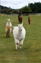 Running Alpacas Royalty Free Stock Photo