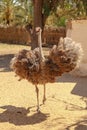 Running angry female ostrich Struthio with an open beak and spread wings Royalty Free Stock Photo