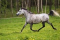 Running Arabian horse, Shagya arab