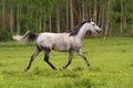 Running Arabian horse, Shagya arab