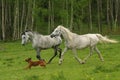 Running Arabian horses and dog, Shagya arab