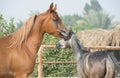 Running arabian horses in the paddock