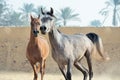 Running arabian horses in the paddock. Egypt