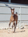 Running arabian little foal. Israel