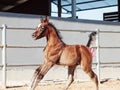 Running arabian little foal. Israel