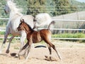 Running arabian little foal with mom Royalty Free Stock Photo