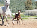 Running arabian little foal with mom. Israel