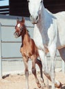 Running arabian little foal with mom Royalty Free Stock Photo