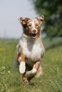 Running Aussie puppy