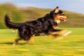 Running Australian Shepherd in motion blur Royalty Free Stock Photo