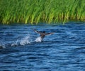 Running away bird duck on surface of water Royalty Free Stock Photo