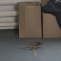 Running away gray rat. baiting rodents Royalty Free Stock Photo