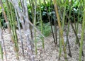 Running Bamboo at Kanapaha Gardens Florida Royalty Free Stock Photo