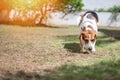 Running beagle dog with tennis ball Royalty Free Stock Photo