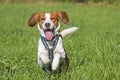 Running beagle Royalty Free Stock Photo