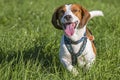 Running beagle Royalty Free Stock Photo
