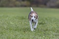Running Beagle Royalty Free Stock Photo