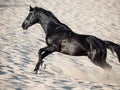 Running beautiful black stallion in the desert Royalty Free Stock Photo