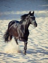 Running beautiful black stallion in the desert Royalty Free Stock Photo