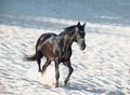 Running beautiful black stallion in the desert Royalty Free Stock Photo