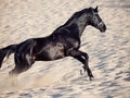 Running beautiful black stallion in the desert Royalty Free Stock Photo