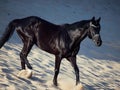 Running beautiful black stallion in the desert Royalty Free Stock Photo