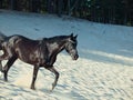 Running beautiful black stallion in the dunes Royalty Free Stock Photo